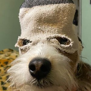 Meet your Posher, Moises